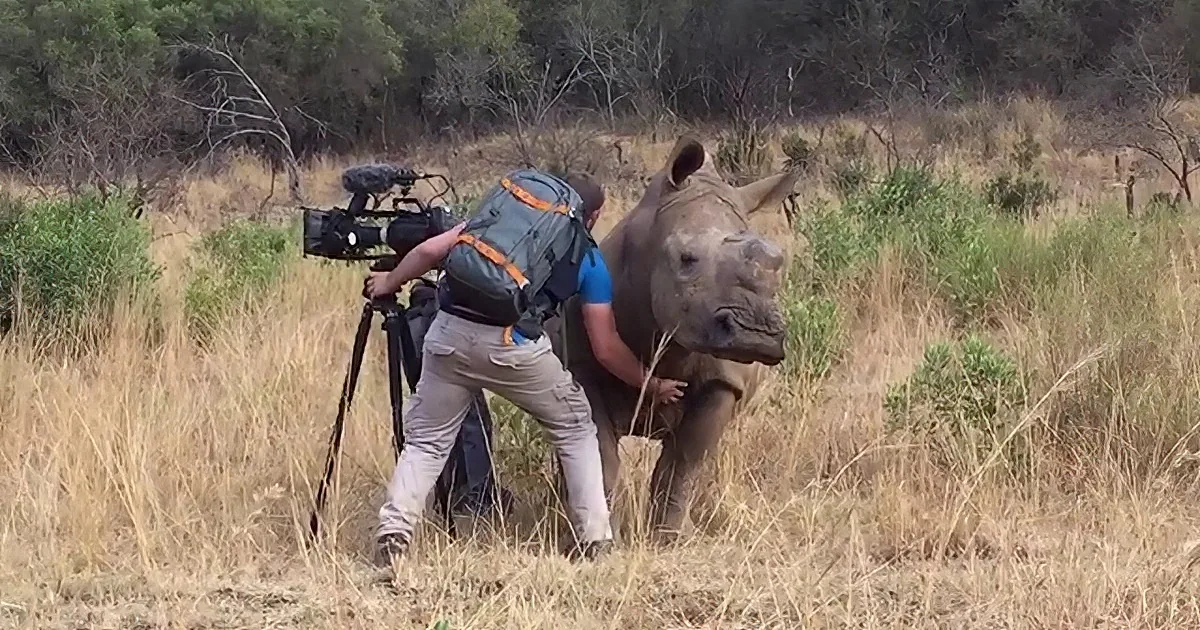This Rhino Is Asking for a Belly Rub, and He Will Not Take No for an Answer