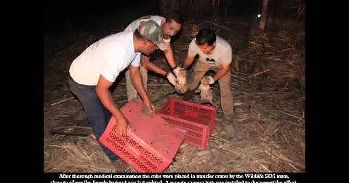 Heartbroken Leopard Is Successfully Tricked Into Taking Her Cubs Back by These Rescuers