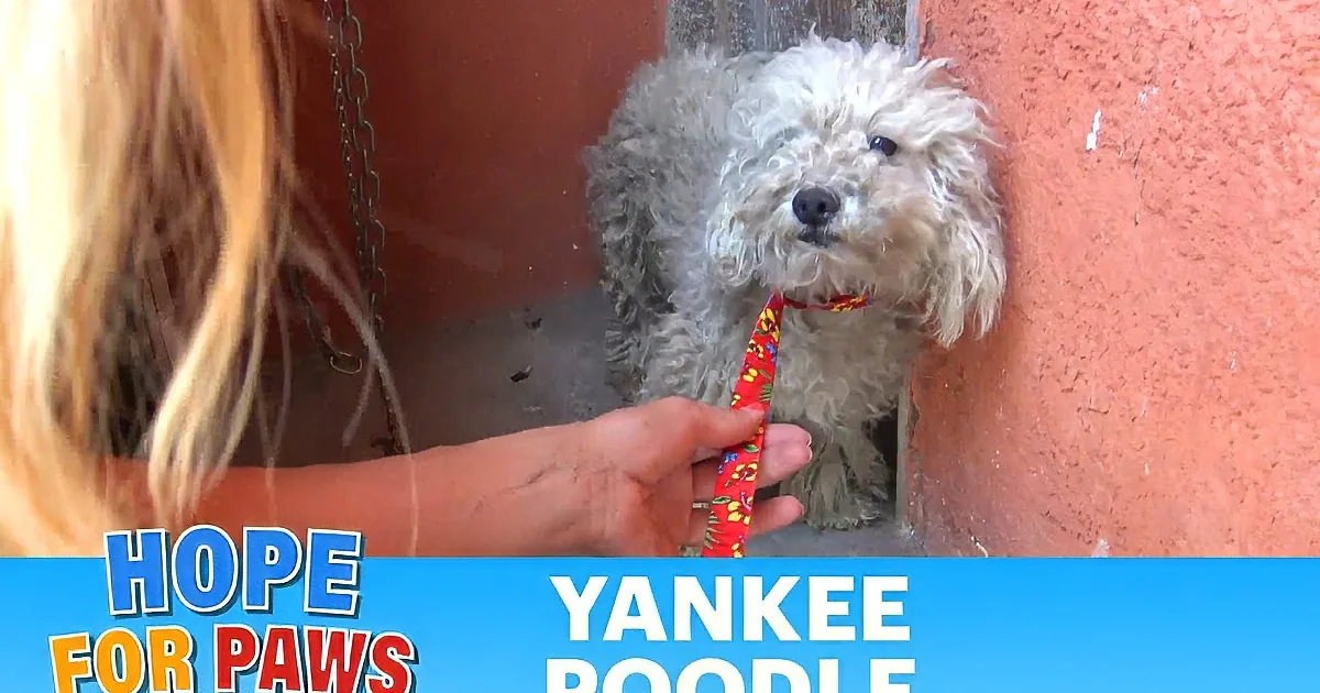 A fluffy, matted dog lies on a concrete surface near a red wall, with a small inset image of a pipe and valve.
