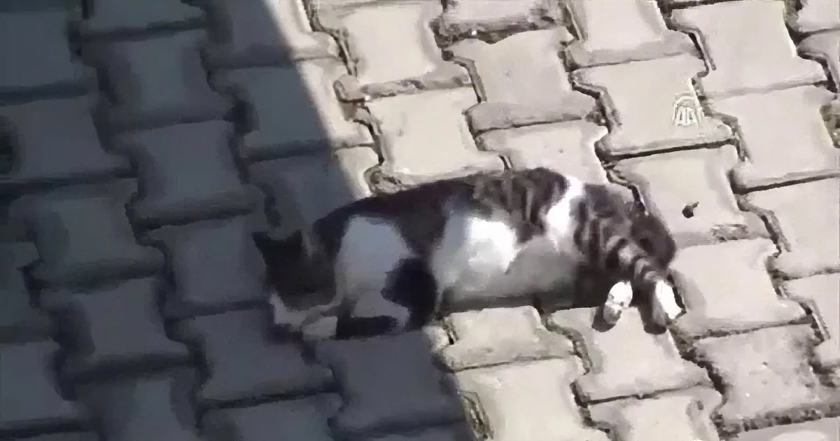 When This Concerned Dog Finds an Injured Cat on the Street, He Does Everything He Can to Help