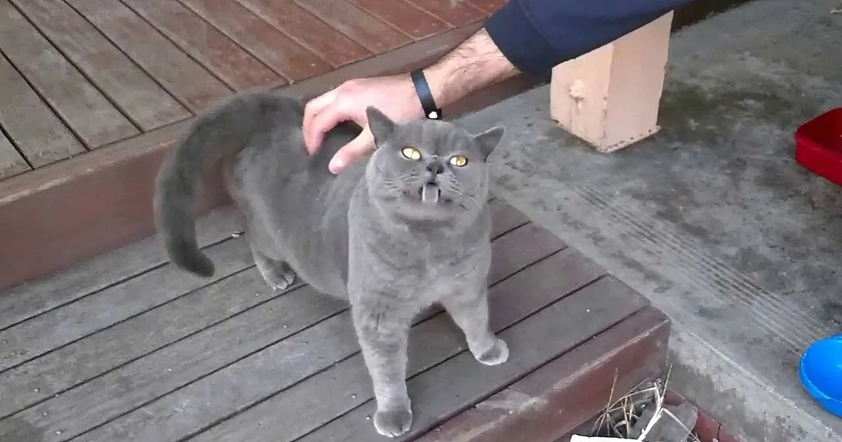 This Stray Cat Makes the Strangest Noise Whenever It Is Pet