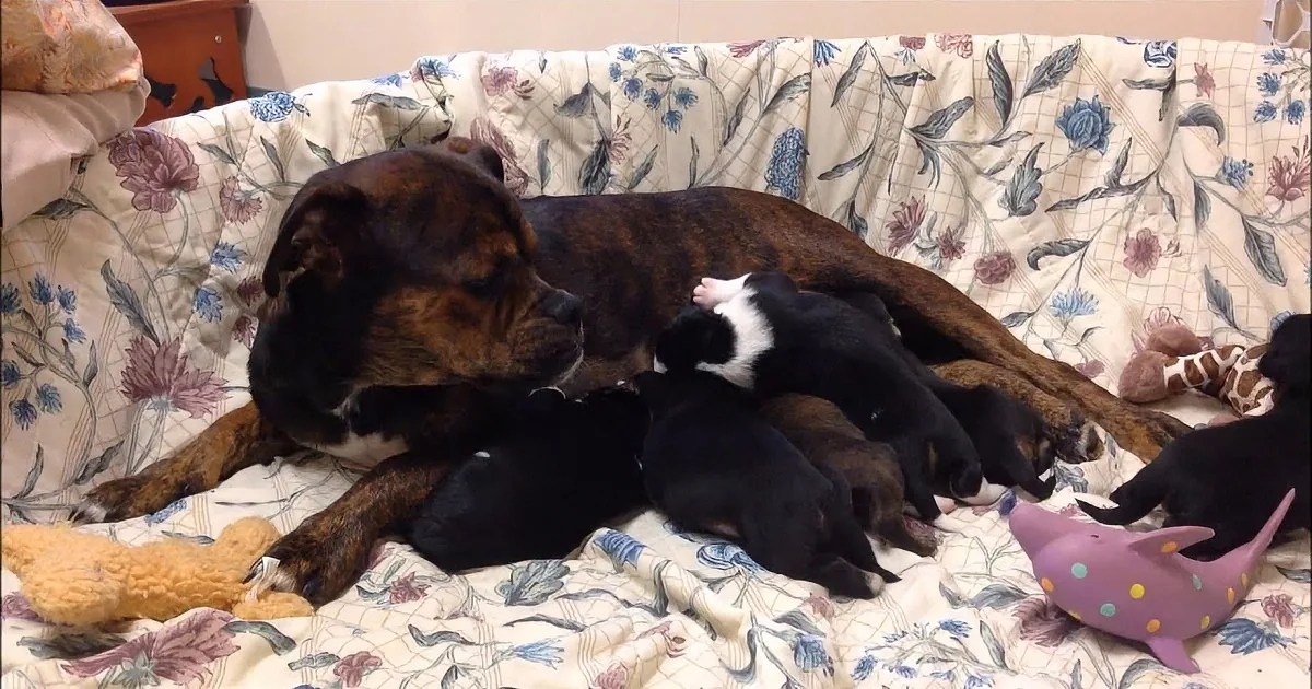 After Being Rescued, This Pregnant Boxer Wouldn''t Give Birth Until She Knew Her Pups Would Be Safe