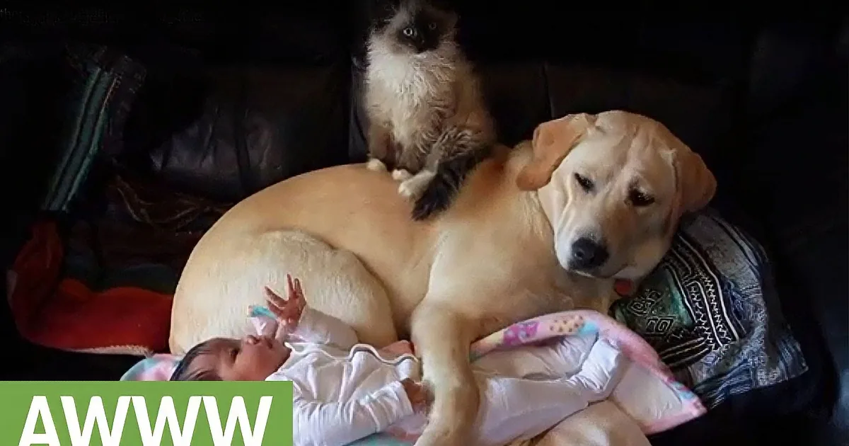 A dog is lying down with a baby on its belly, a cat sits above them, and the word "AWWW" is in the corner.