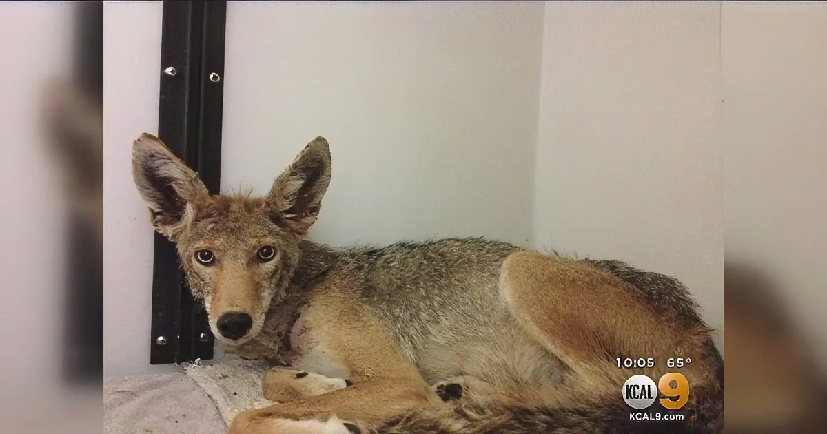 Watch What Happened After These Rescuers Spent Four Long Days Chasing This Helpless Creature
