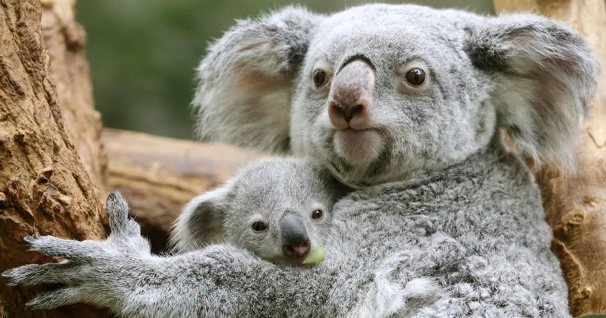 A koala mother holds her baby in her arms, both nestled in a tree.