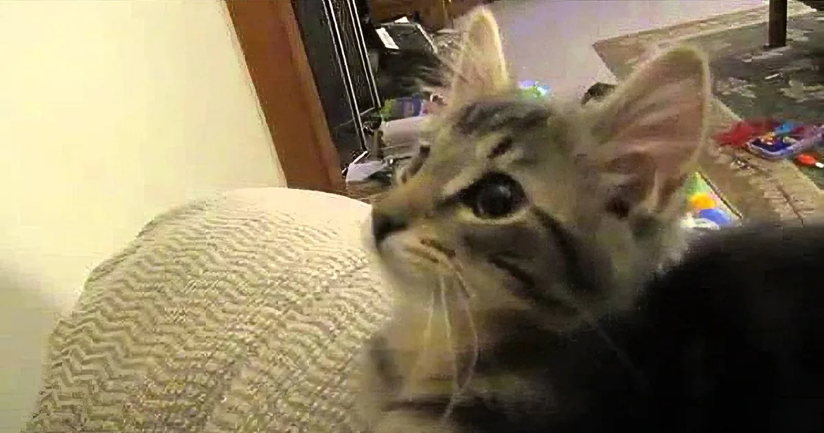 Strange and Adorable Kitten Makes Sound That Sounds More Like a Sheep Than a Cat. Very, Very Strange