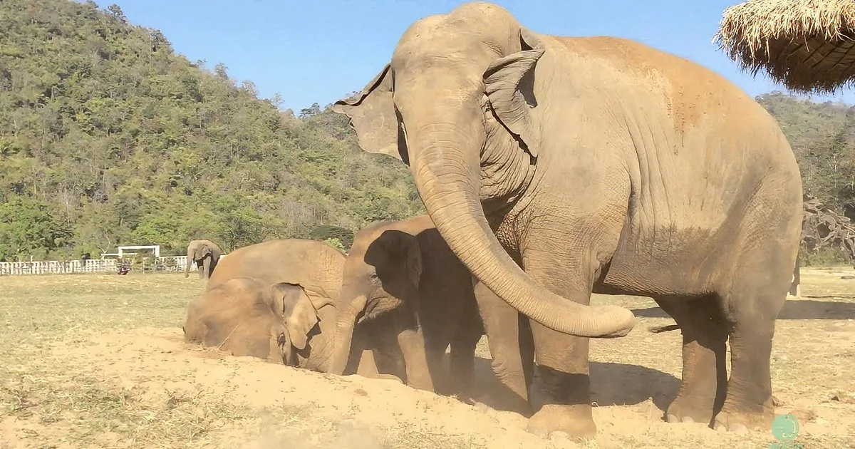 This Elephant Is Having Fun With Friends When She Suddenly Farts. Her Reaction Is Priceless