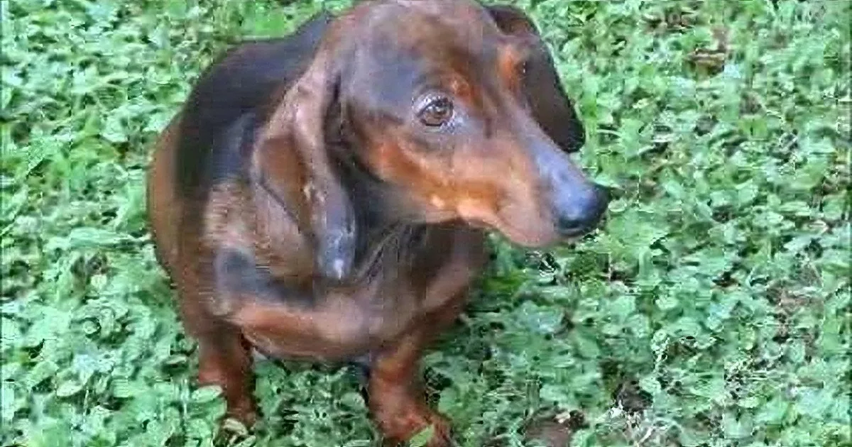 A dachshund with a brown and black coat stands on green grass, looking to the right.