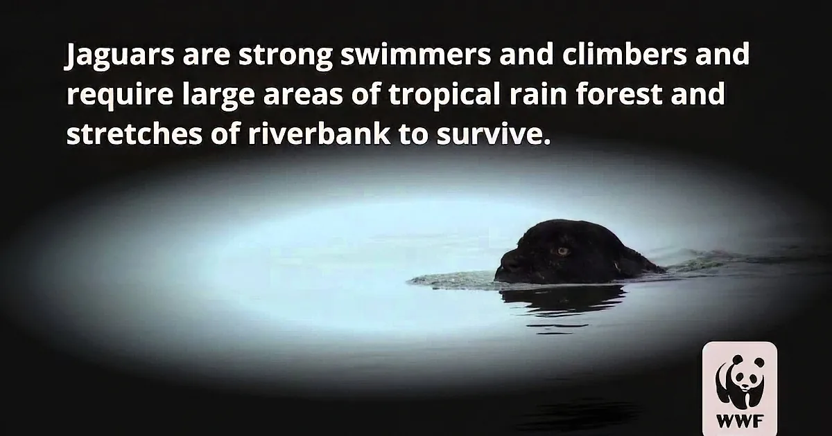 Seeing This Black Jaguar Swimming Across the Amazon River Is Absolutely Stunning