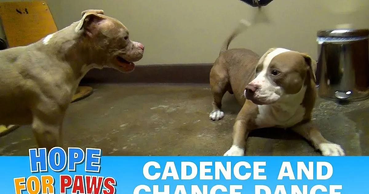 Two pit bulls are interacting, one sitting and the other standing, with a caption encouraging sharing if you love pit bulls.
