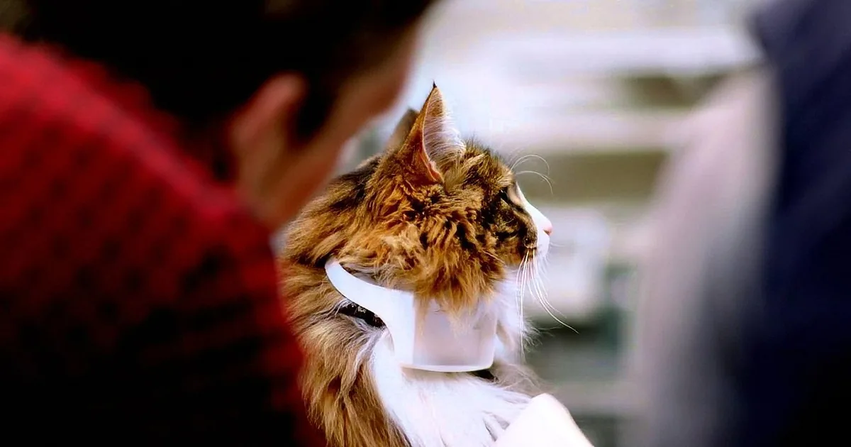 A fluffy cat with a white ribbon around its neck is being held by someone in a red sweater.