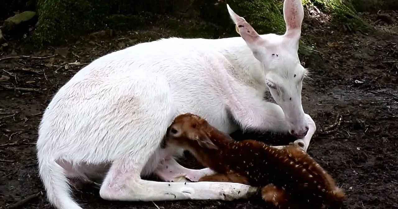 A white kangaroo is feeding on a dead deer, with its head and body visible in the image.