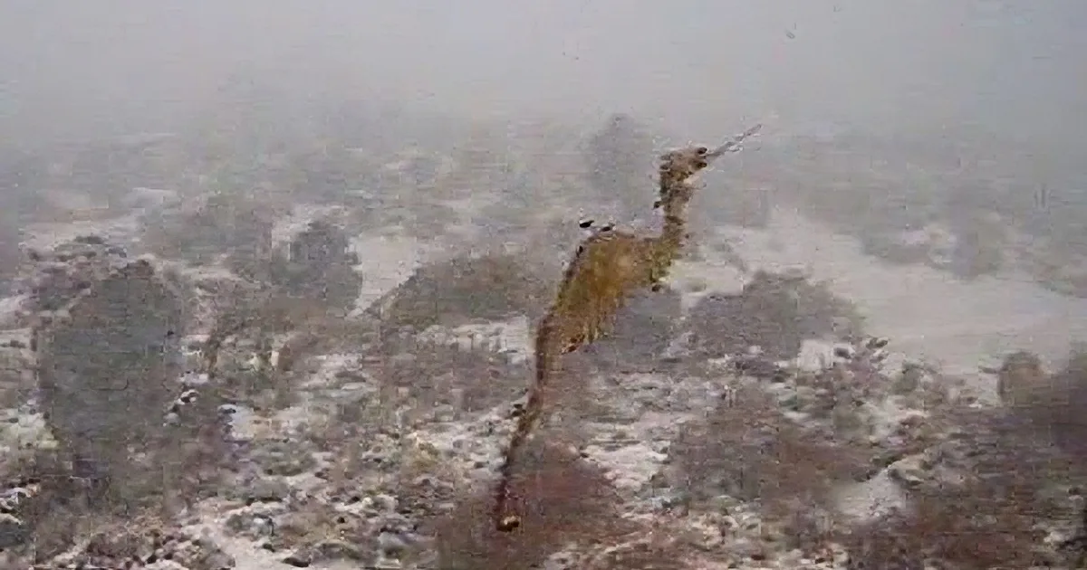 A large bird perched on a rock in a snowy, foggy landscape.