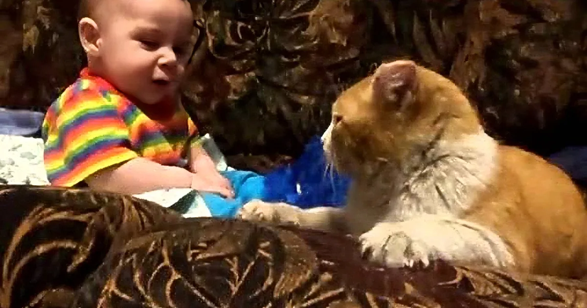Cat Put in Charge of Babysitting Duties and Insists It''s Naptime