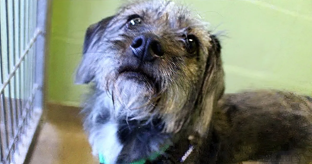 This Shelter Dog Wants a Human to Take Her Home so Badly, so She Does the Most Adorable Thing Ever!
