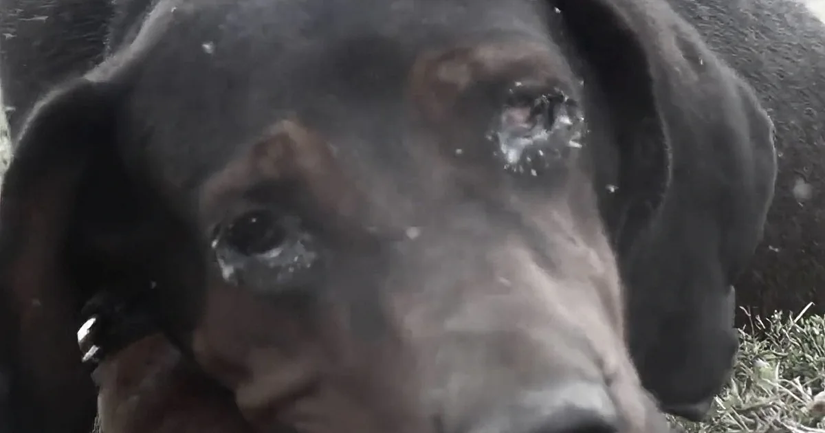 A close-up of a black dog with wet fur, possibly after a swim, looking directly at the camera.