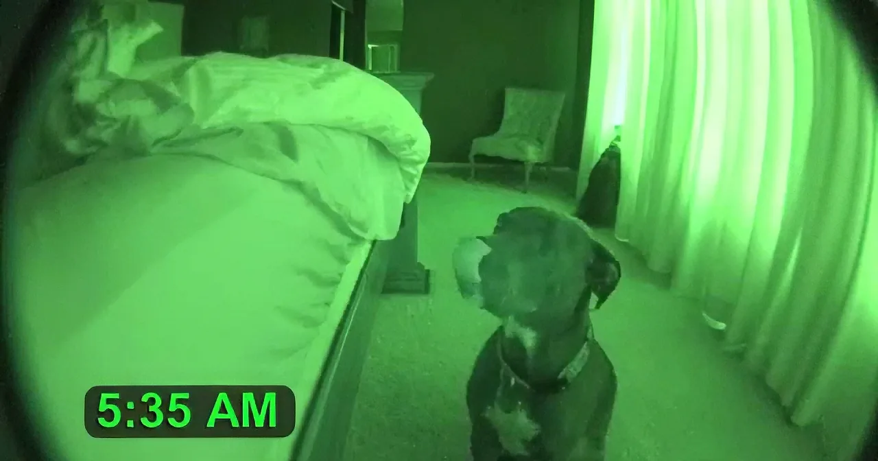 Daddy Captured His 'Pit Bull Alarm Clock' on Tape -- This Is Adorable!
