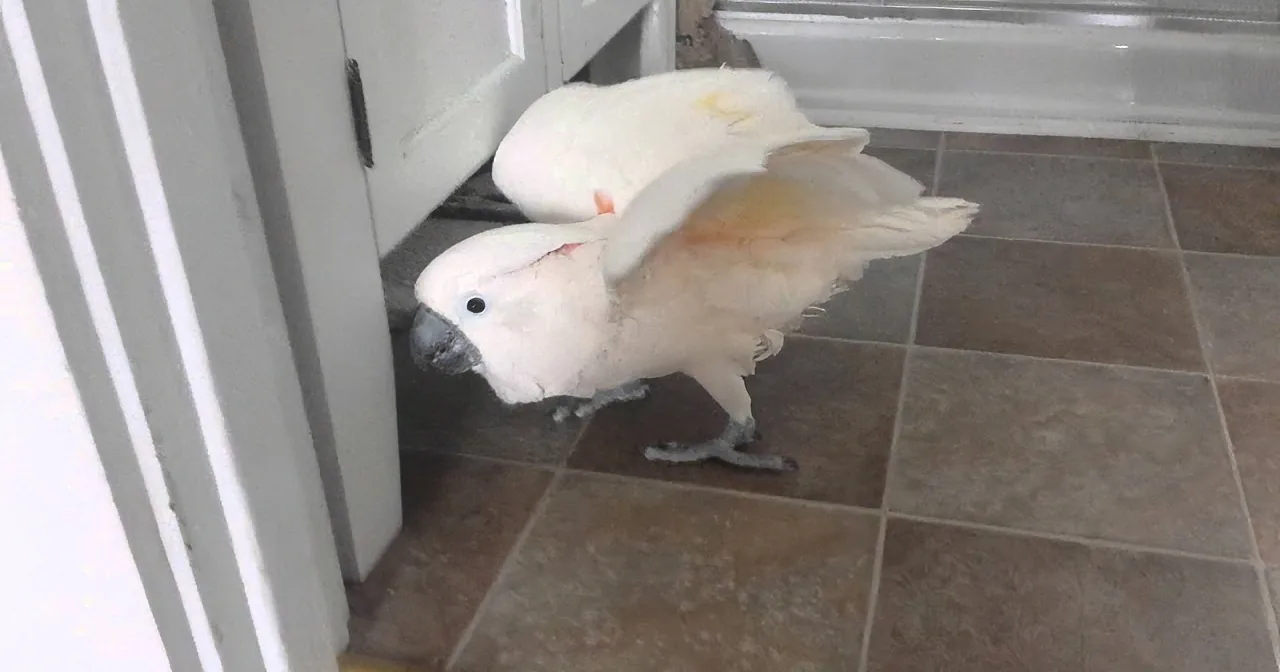 A white cockatoo with a black beak and eye is standing on a tiled floor near a door.