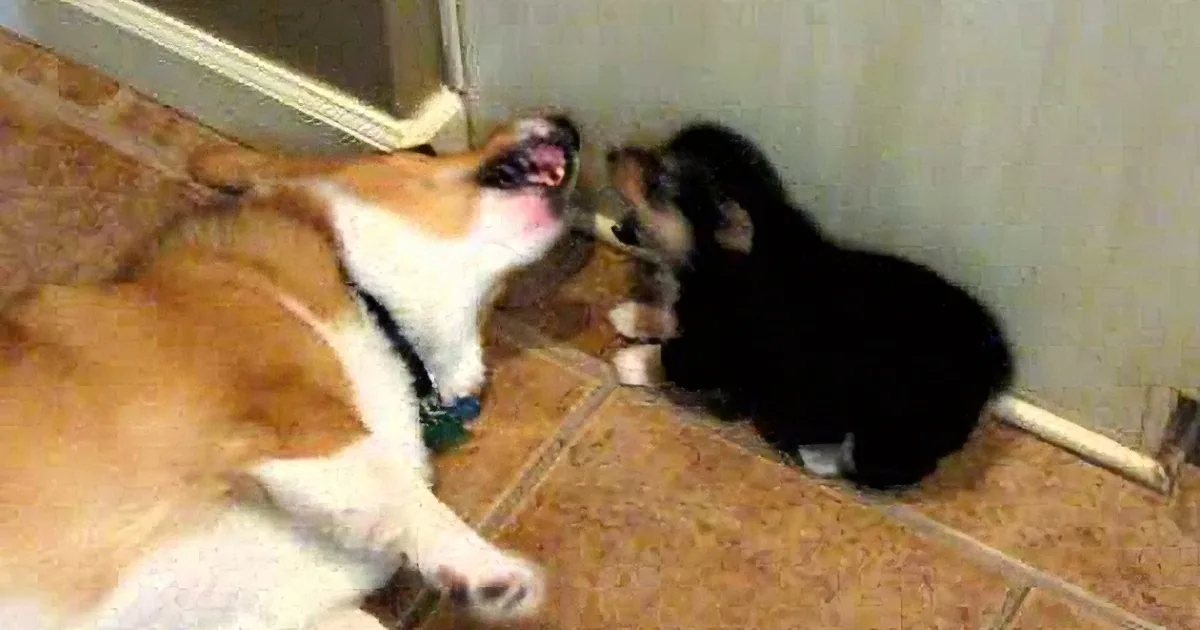 This Corgi''s Reaction to a Puppy Fart Is Simply Too Funny for Words!