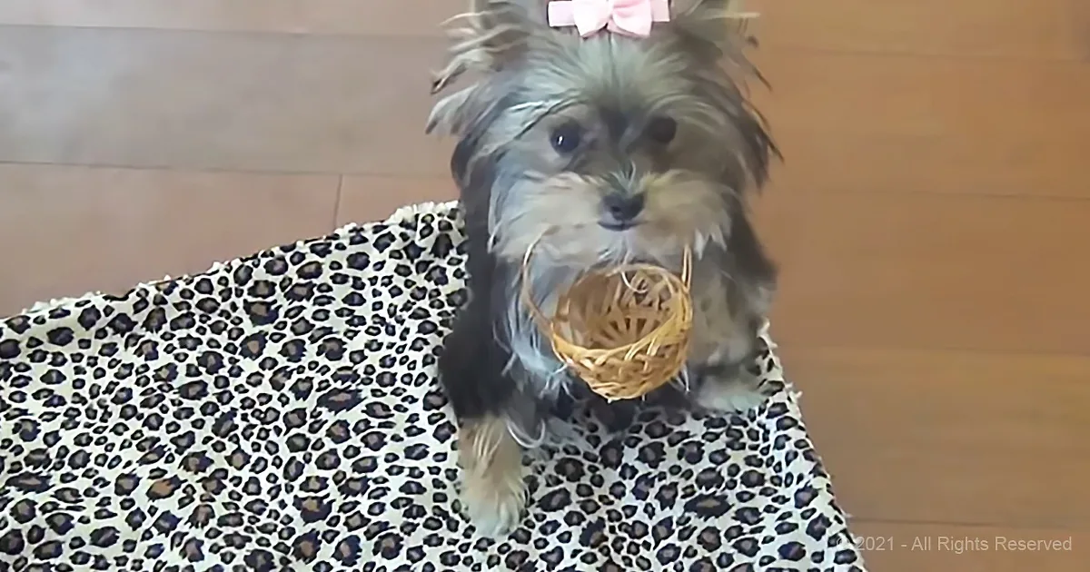 A small dog with a pink bow sits on a leopard print blanket, holding a small woven basket in its mouth.