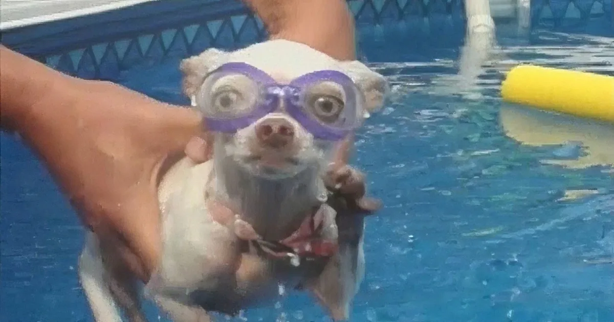 A small dog wearing goggles is being held in a swimming pool by a person.