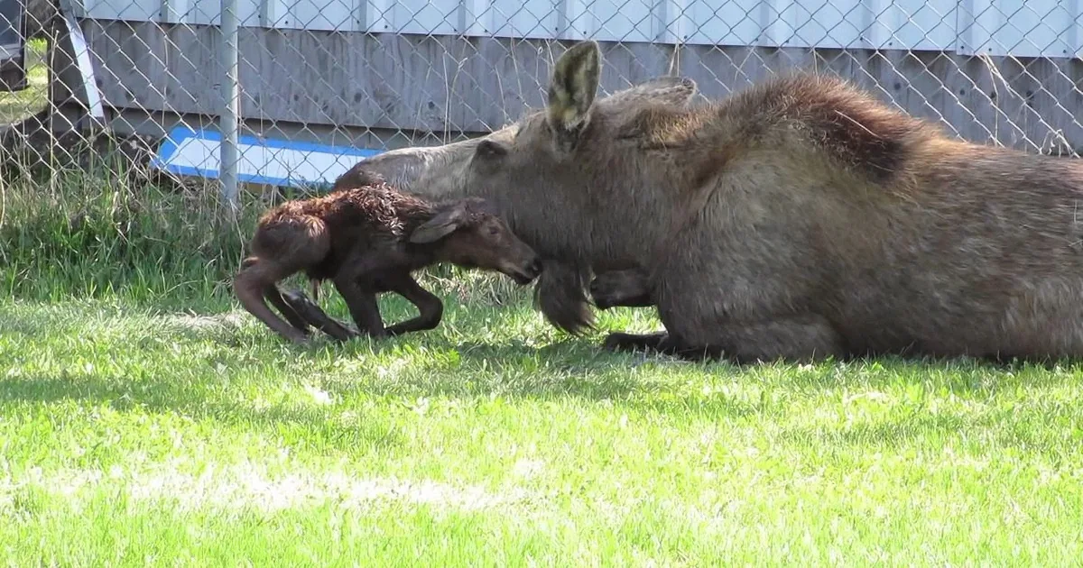 A moose calf runs playfully towards its mother, who lies on the grassy ground.