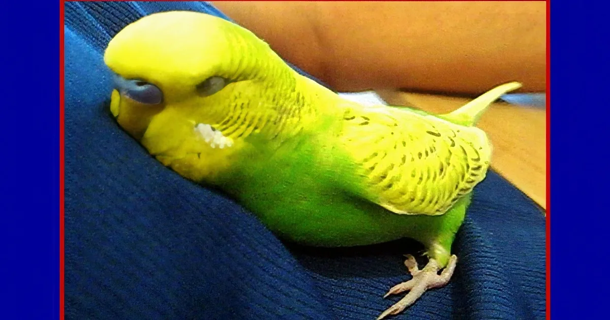 Sleepy Bird Snuggles up to Papa, but Listen to What He Says Before He Falls Asleep! Hilarious