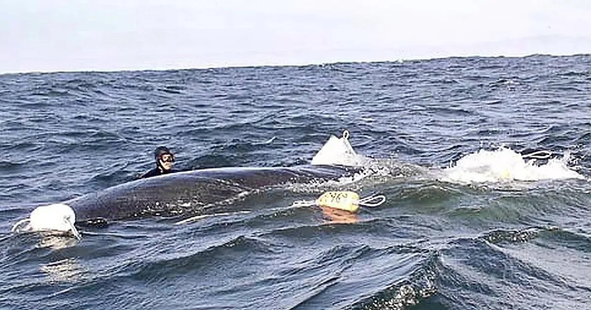 A diver in scuba gear is assisting a whale, with ropes and equipment visible in the water.