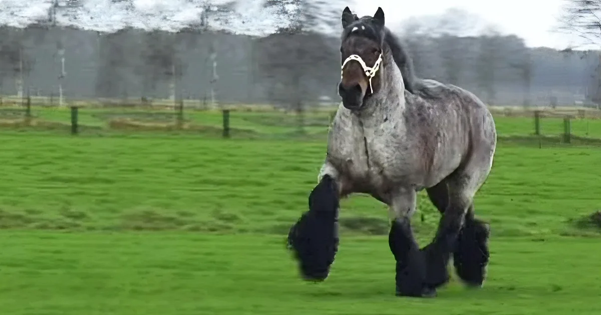 He Took a Huge Horse Onto the Field, but When the Horse Starts Moving... Incredible.