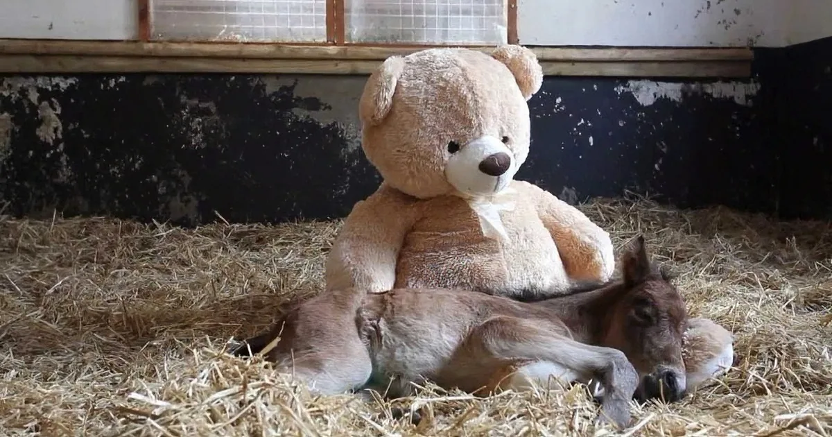 A small foal rests on hay with a large teddy bear placed on its back.
