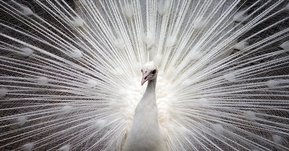 Stunning Video of Majestic and Exotic White Peacock Fanning His Beautiful Feathers