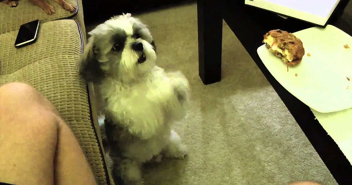 A small white dog with a black face sits on a carpet, looking up at the camera.