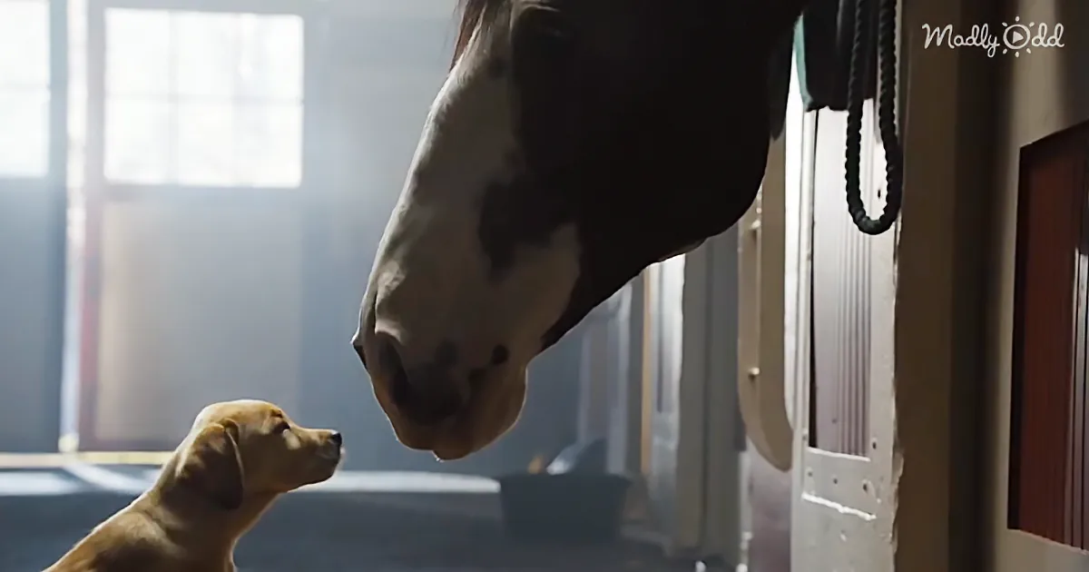 A horse and a puppy face each other in a stable, creating a heartwarming moment.