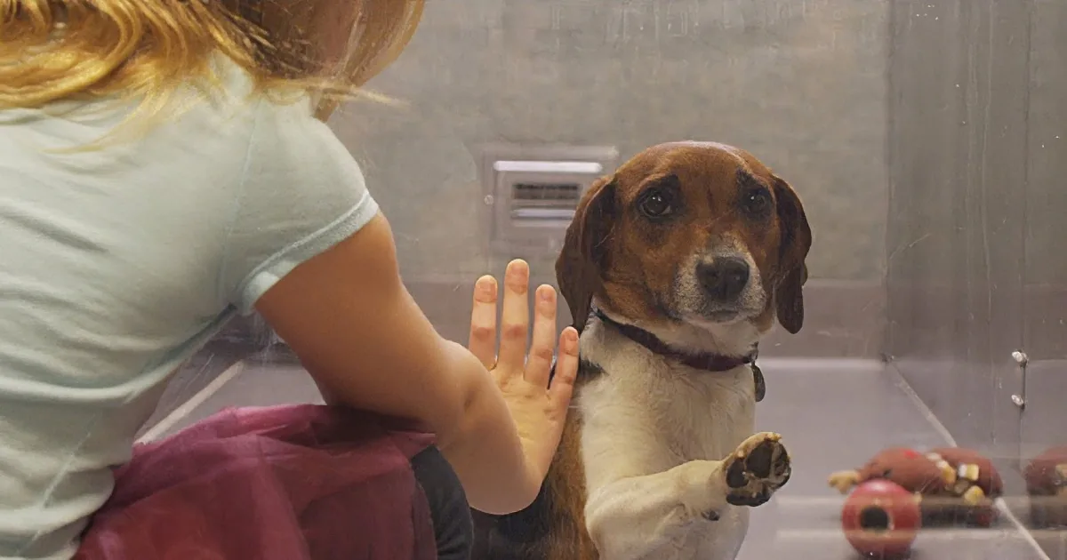 A beagle dog reaches out with its paw to a child's hand in a glass enclosure.