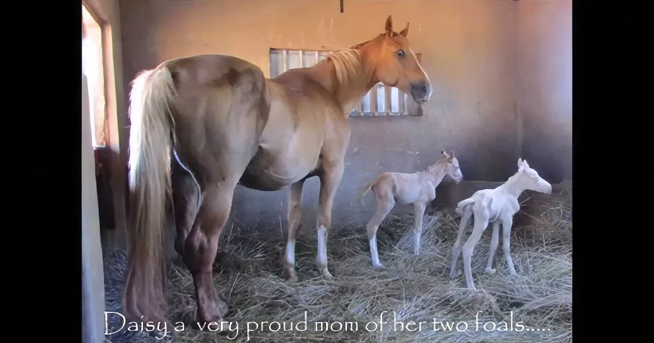 A horse stands proudly in a barn with two foals, showcasing her maternal bond.