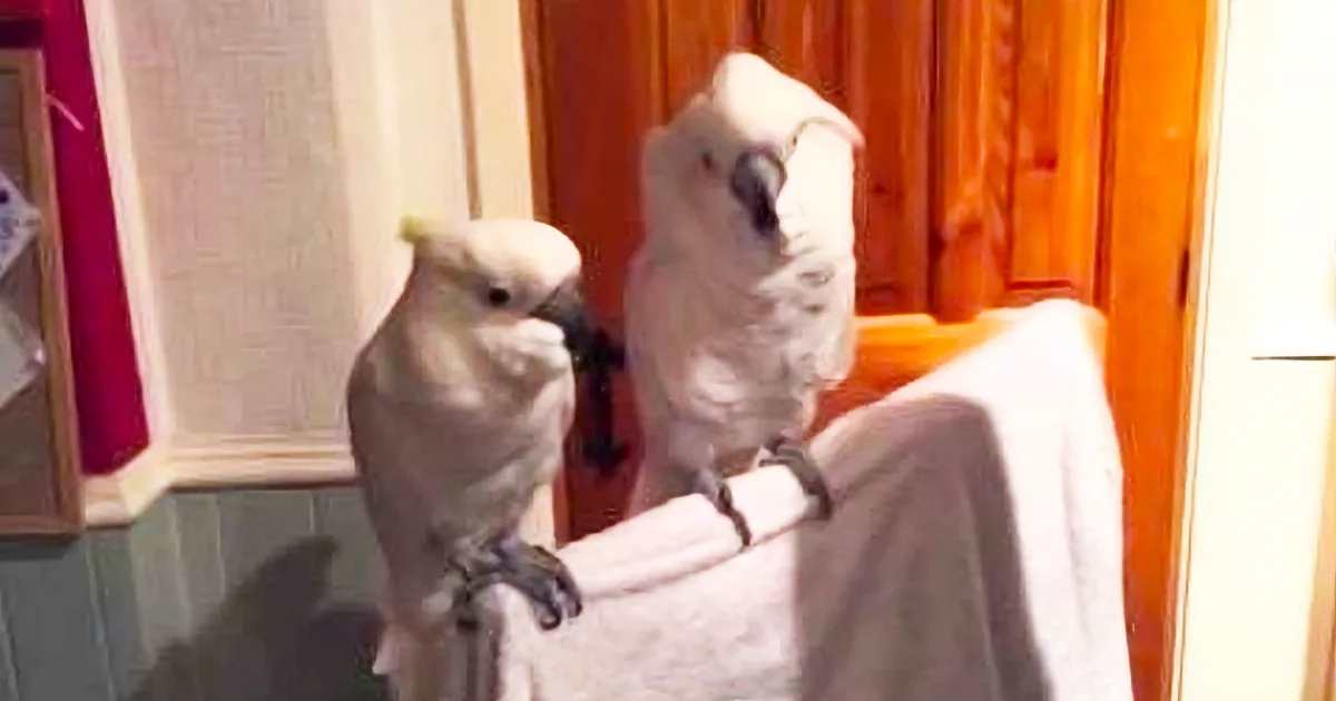 Two white cockatoos perched on a person's lap, one looking around, the other facing forward.