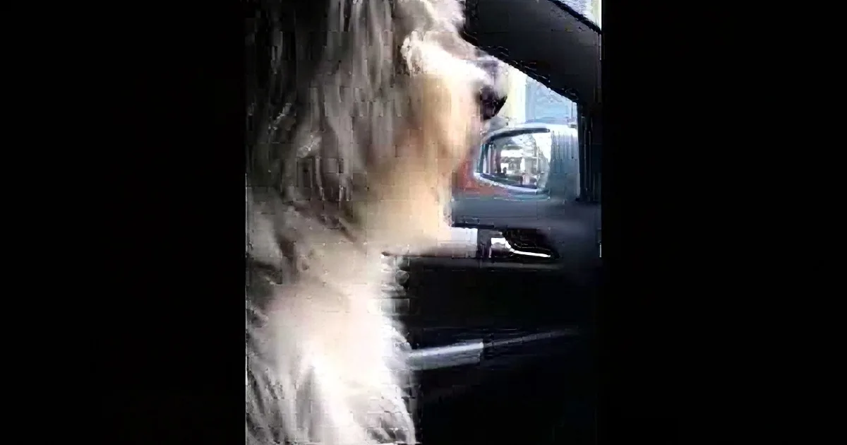 A fluffy white dog with long fur sits in a car, looking out the window.