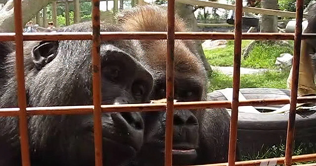A gorilla peers through metal bars, its face partially obscured by the cage.