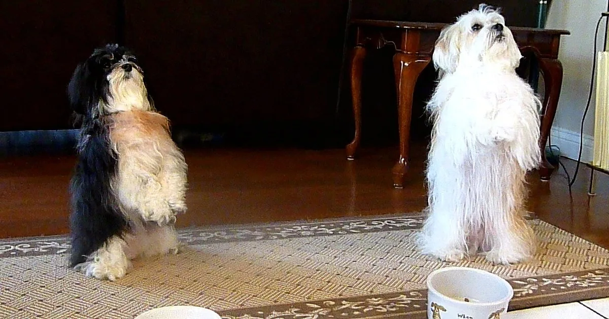 Two small dogs, one black and white, the other white, sit attentively on a rug, looking up.