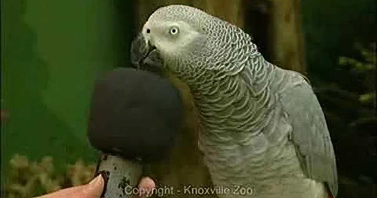 Einstein, the Parrot, Knows He Is a Superstar