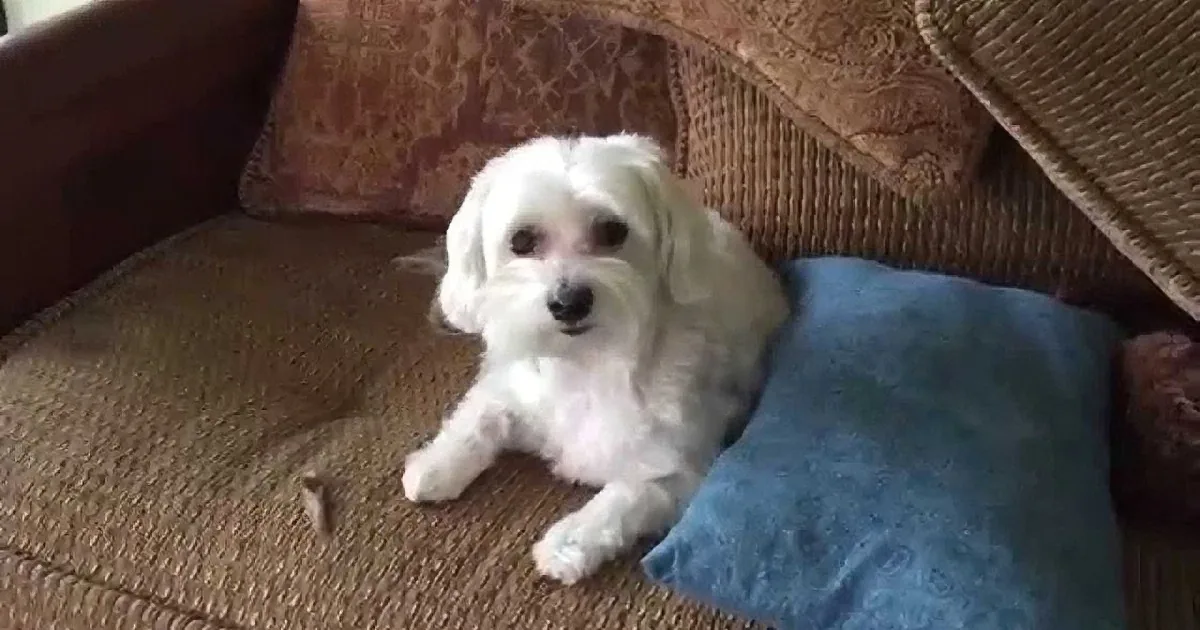A fluffy white dog lies on a brown couch with a blue blanket, looking directly at the camera.