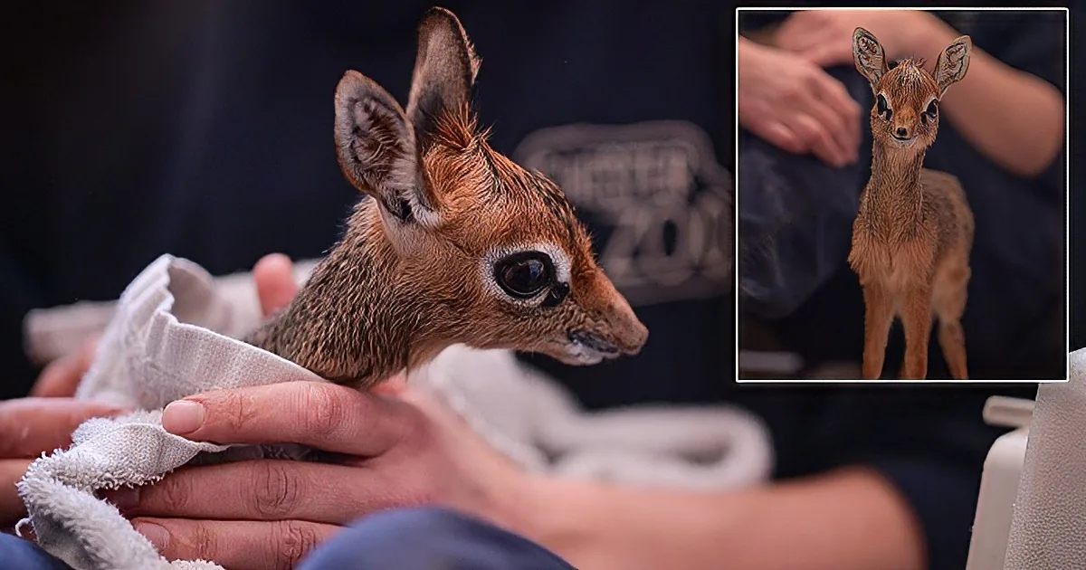 Baby Antelope Is Too Small for the Zoo Weigh in Scales!! Now Try to Guess How Tall He Is