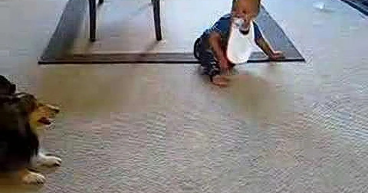 A baby crawls on a mat while a dog watches nearby on a carpeted floor.