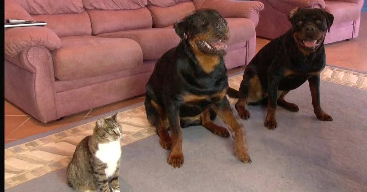 Two Rottweilers and a tabby cat sit on a rug in front of a pink couch.