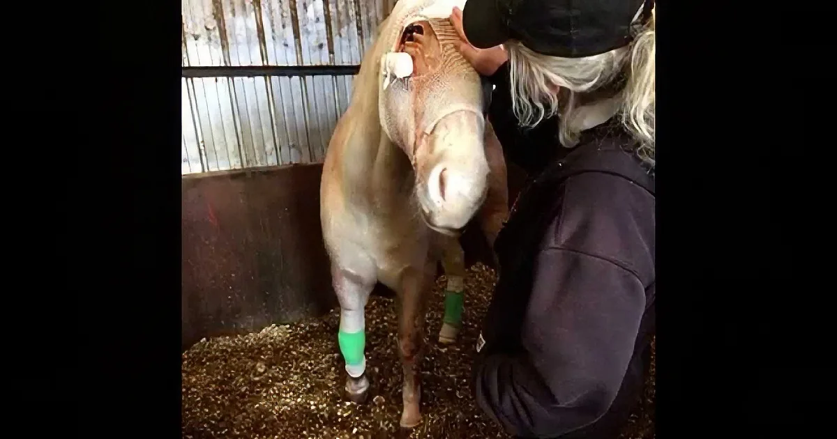 His Owner Had Him Trapped in Barbed Wire for 2 Days, Until a Rescue Crew Did This to Help Him!