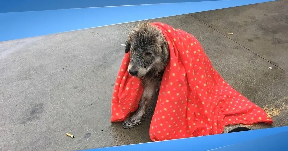 A dog wrapped in a red polka-dot blanket lies on a concrete surface, with a cigarette nearby.