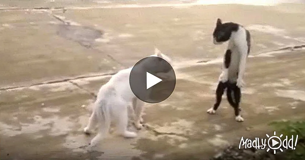 Tiny Kitty Stands up Patiently While Her Mom Makes the Bed... I Can''t Deal With All This Cuteness!