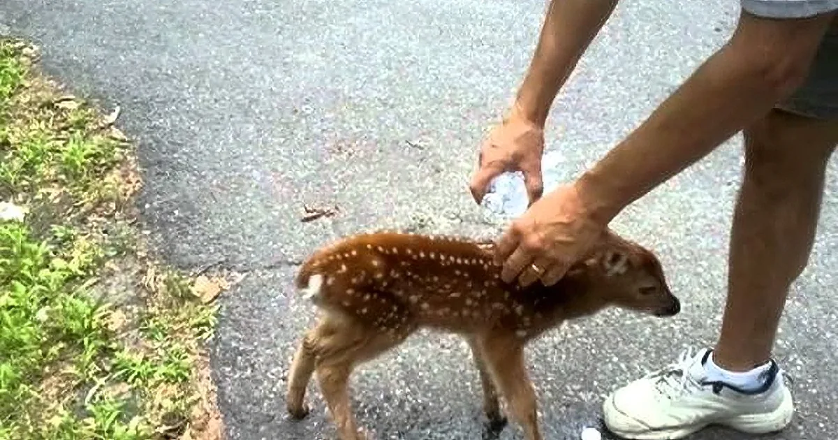 Tiny Fawn Decides He Really Likes This Human and Won''t Leave His Side
