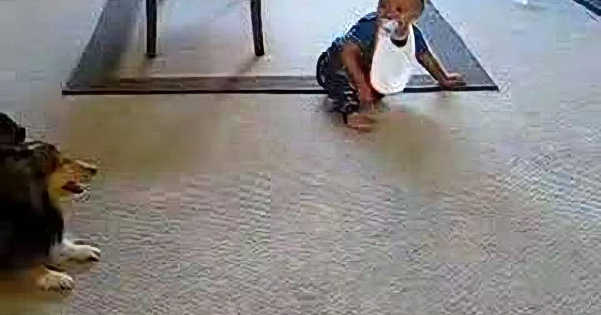This Family Dog Plays With This Little Boy and Their Parents Catch the Whole Scene on Film