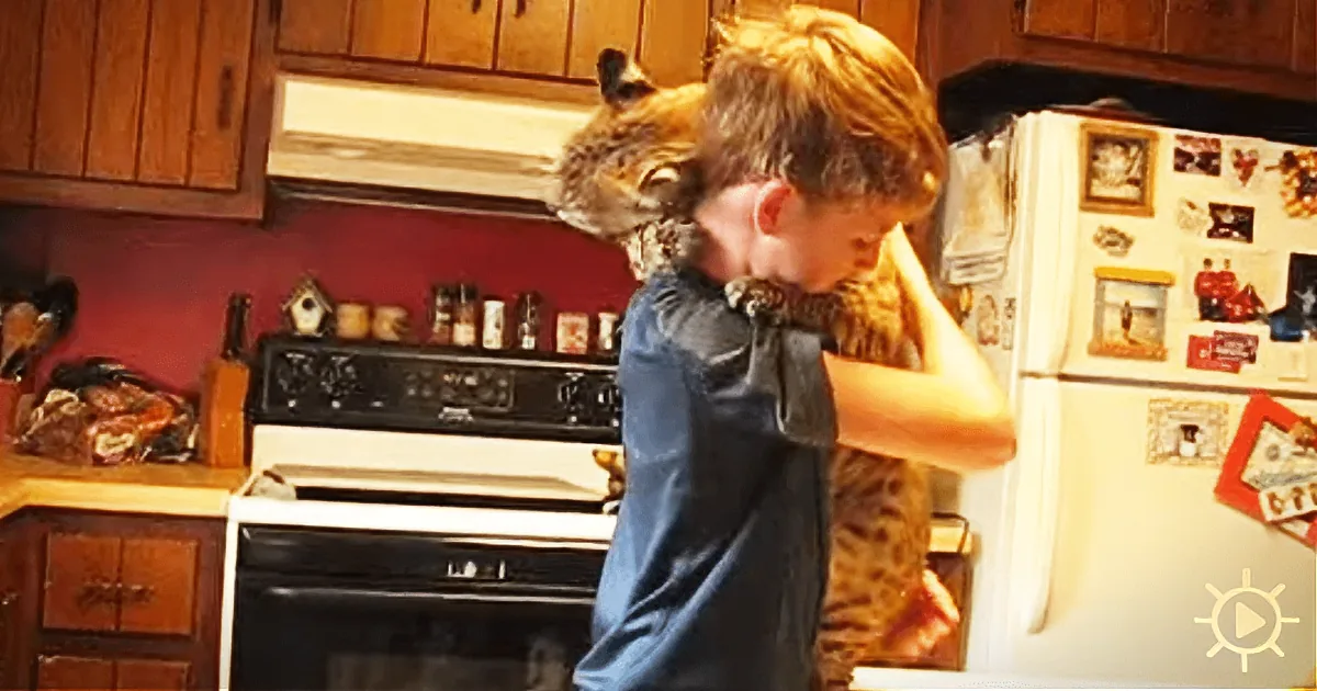Benji the Bobcat Adores the Humans Who Saved Him From a Fire